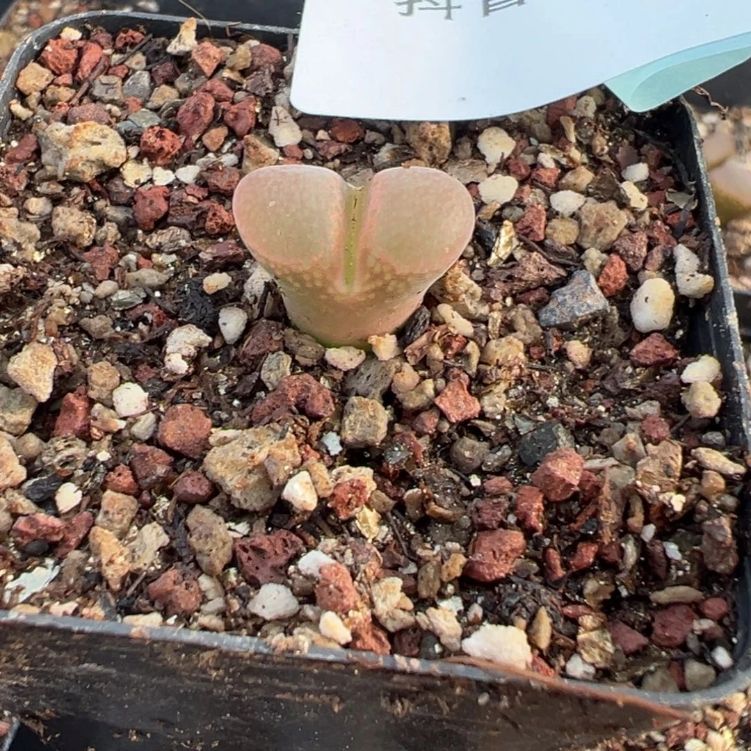 6-63量拍日大红风铃一颗