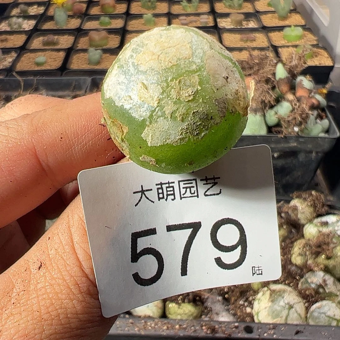 一物一拍。         579