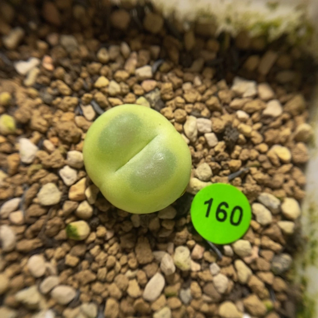 拉登1.8多肉植物160