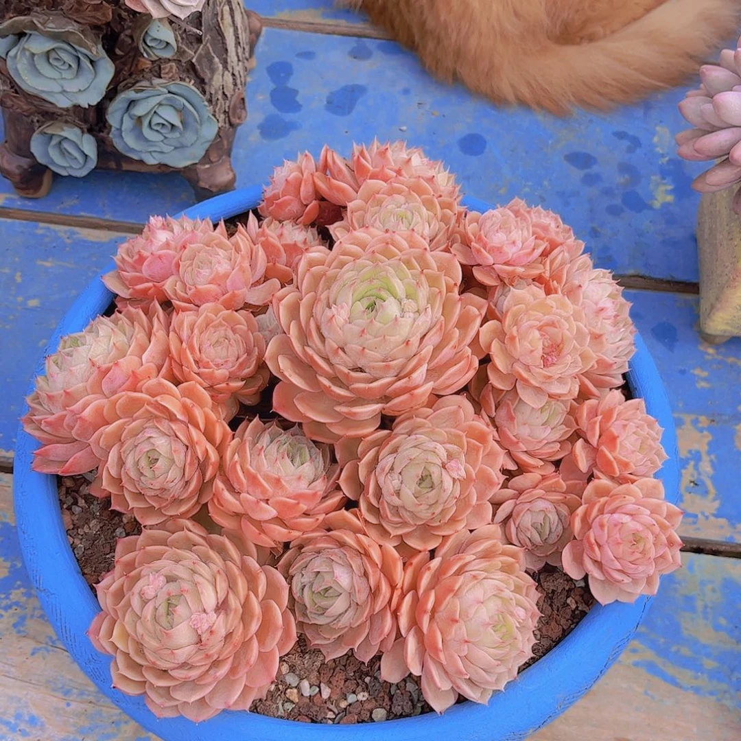 前**事多肉植物组合