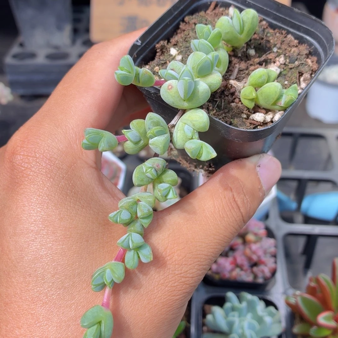 碧玉莲多肉9.9包邮发货