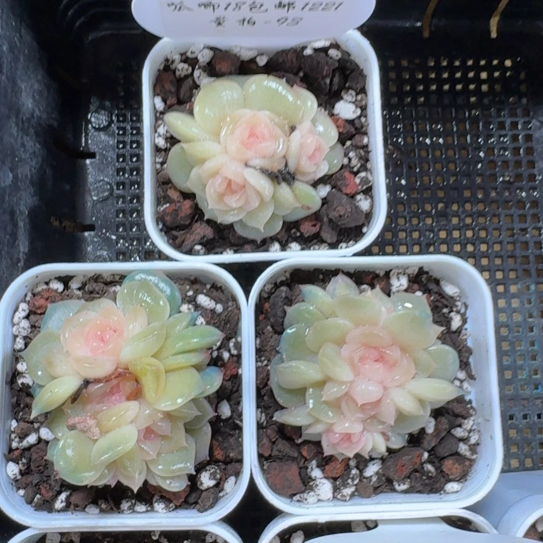 1221-093-抚云群一颗量拍
