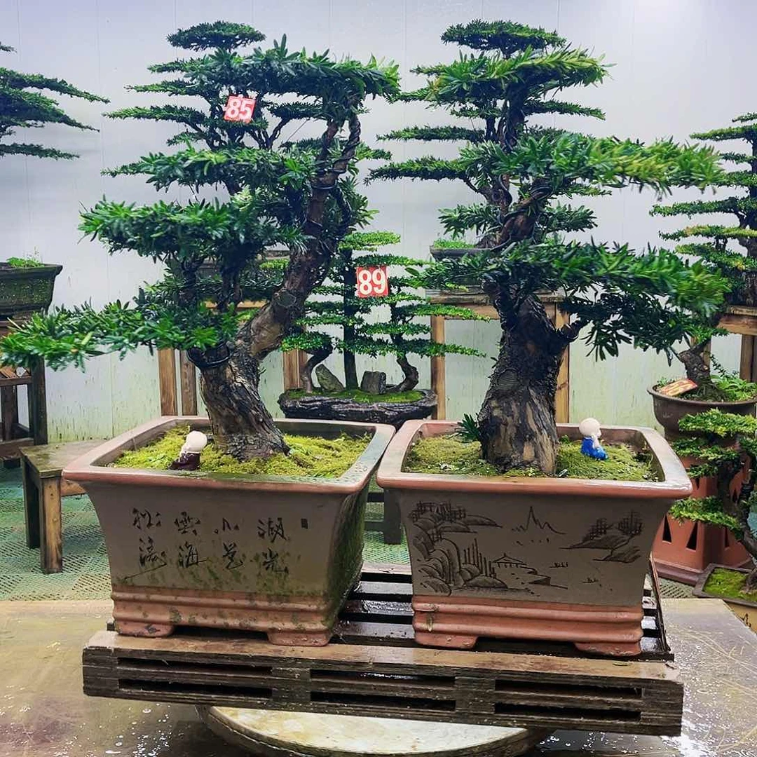 完全开放罗汉松盆景艺术