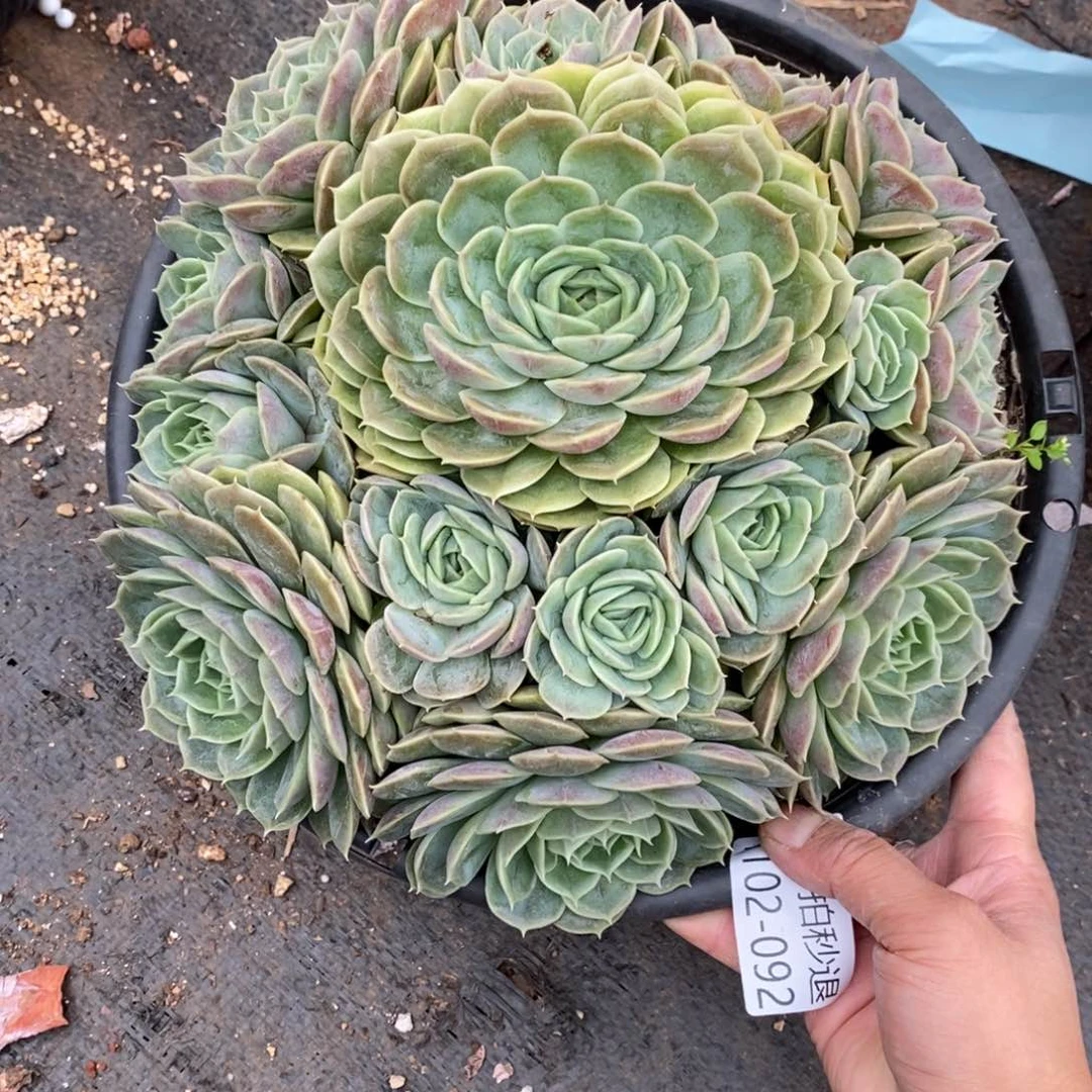 两单包邮1102-92昂斯诺