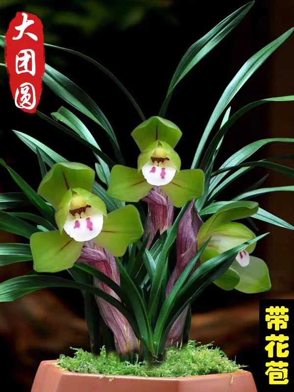 【带花】大团圆 经典国兰花苗室内客厅阳台绿植花卉盆栽 浓香好养活