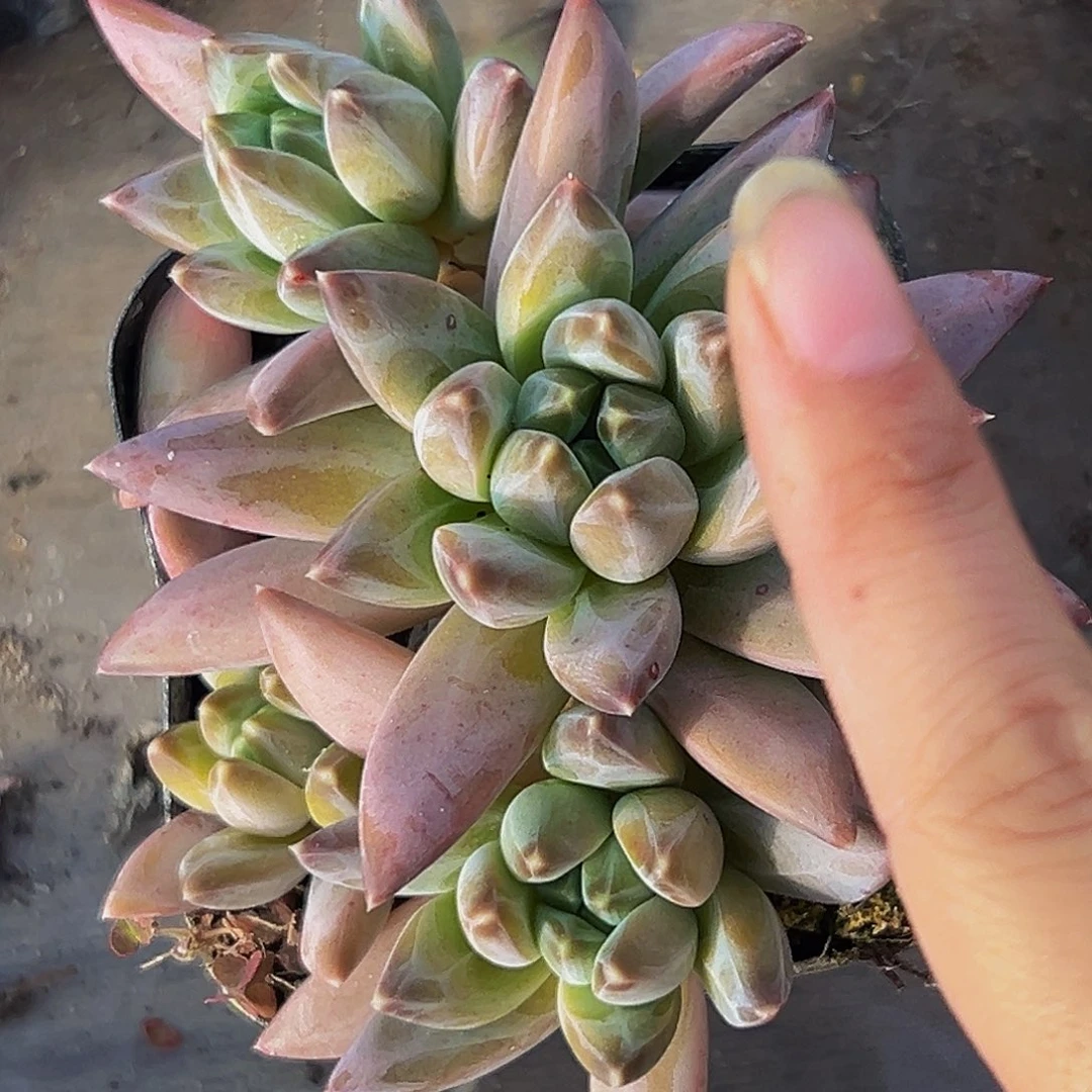 美美精品多肉美人系