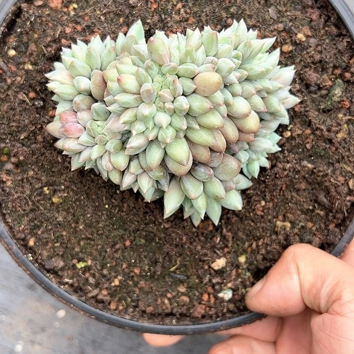 【闪购商品】水晶球缀