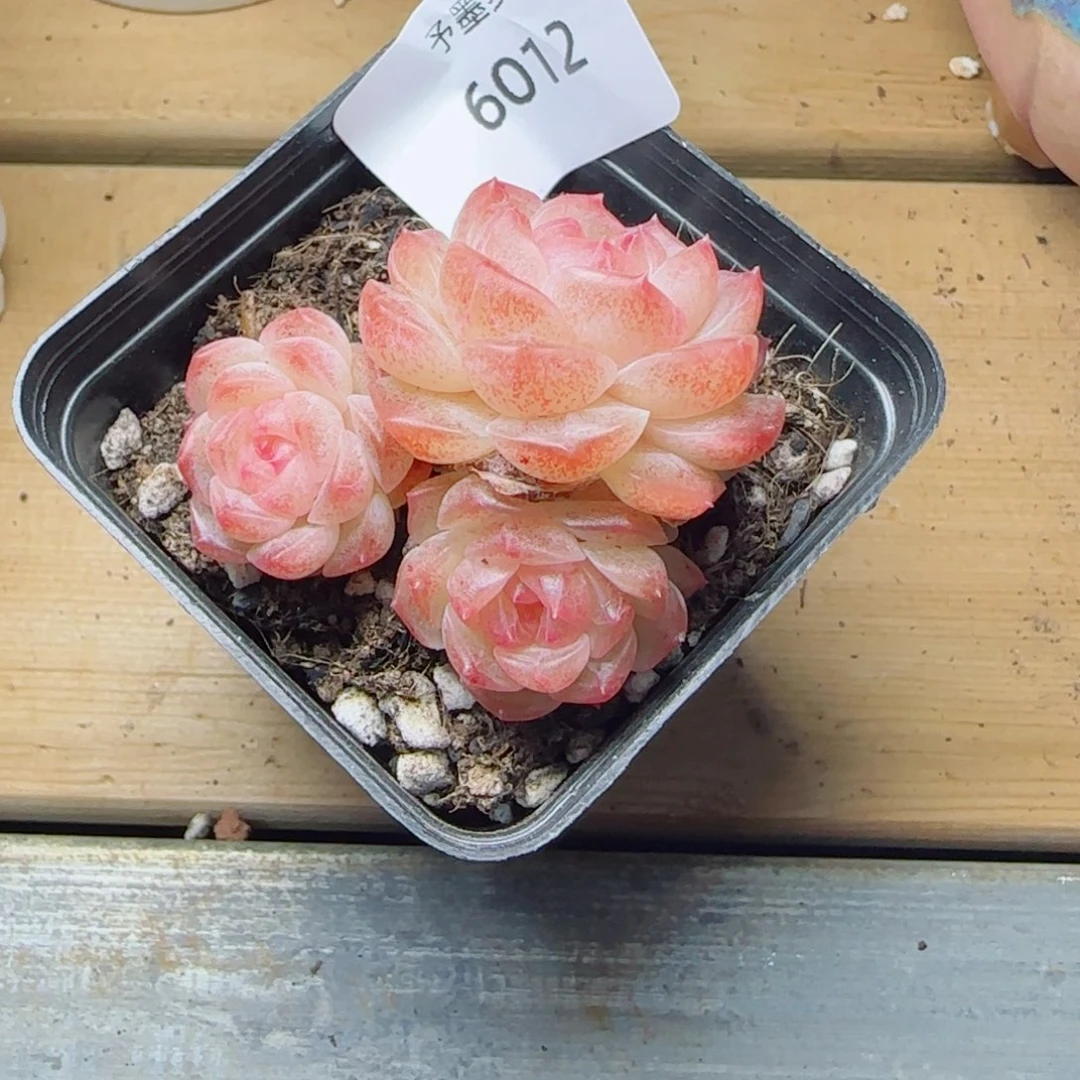 无尽灯，6012多肉植物