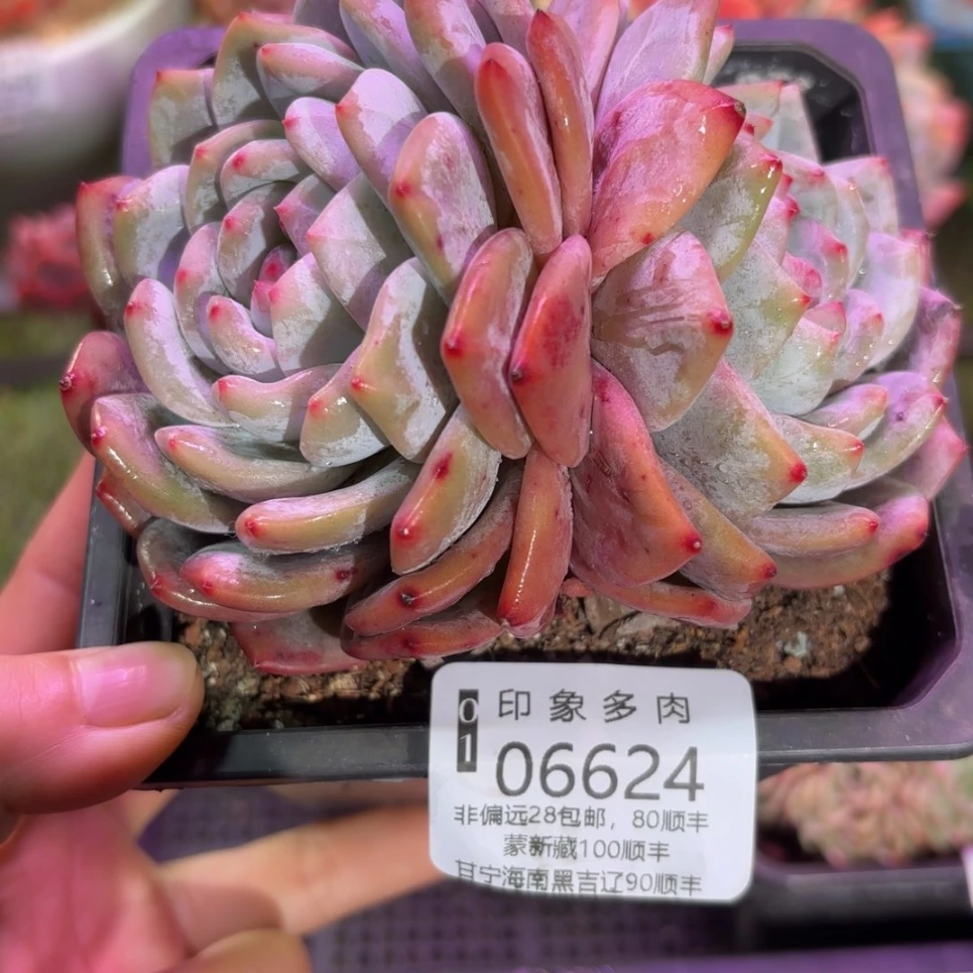 多肉植物06624fgh