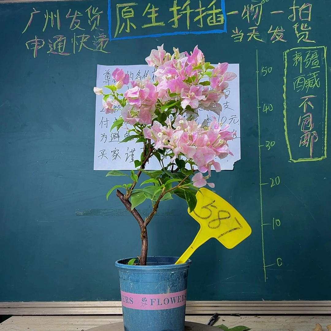 当前无花栽培后可以开花广红樱 587