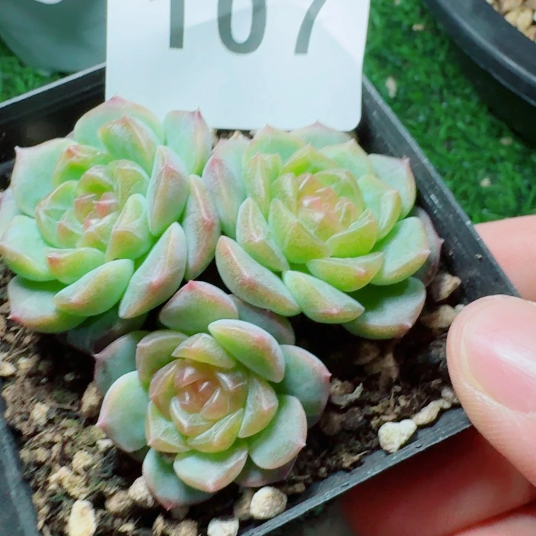 无尽灯            精美多肉植物