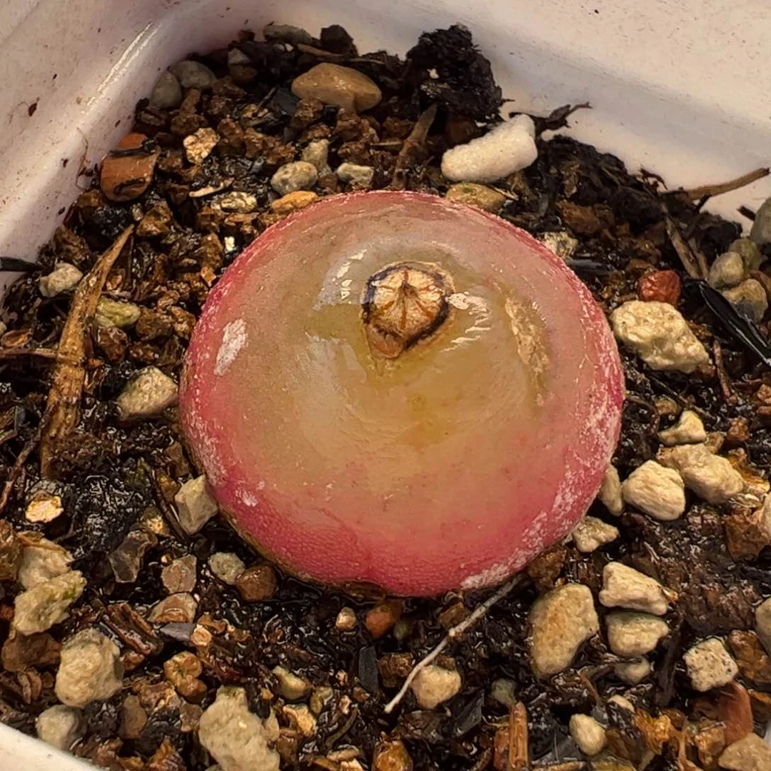 662多肉植物百科