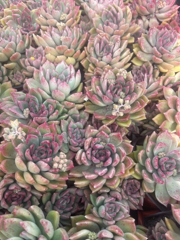 璀璨 多肉植物新手好养（满9.9包邮）