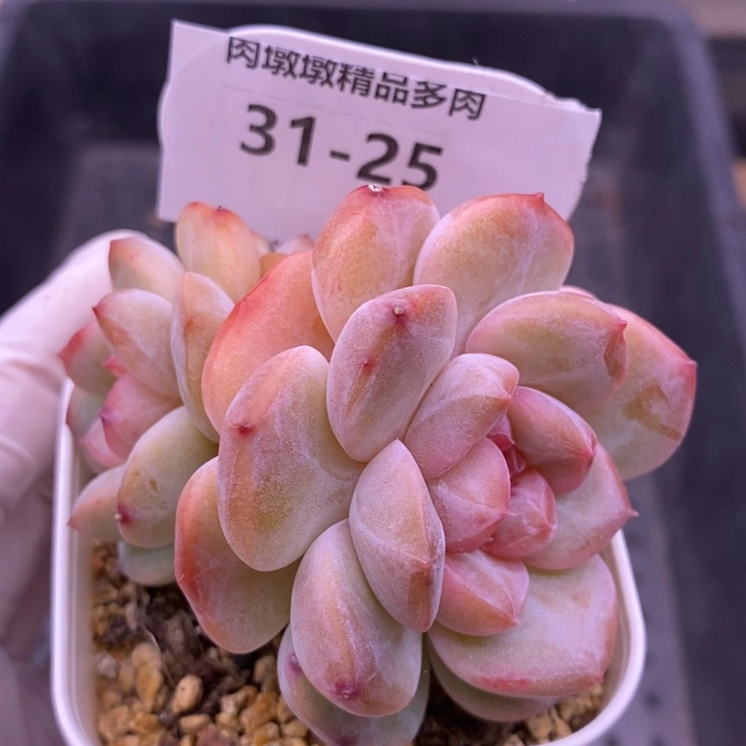 【闪购商品】31-25