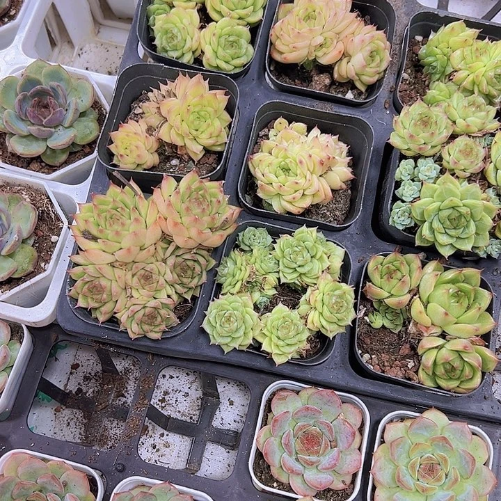 海王麦秆群19包邮多肉