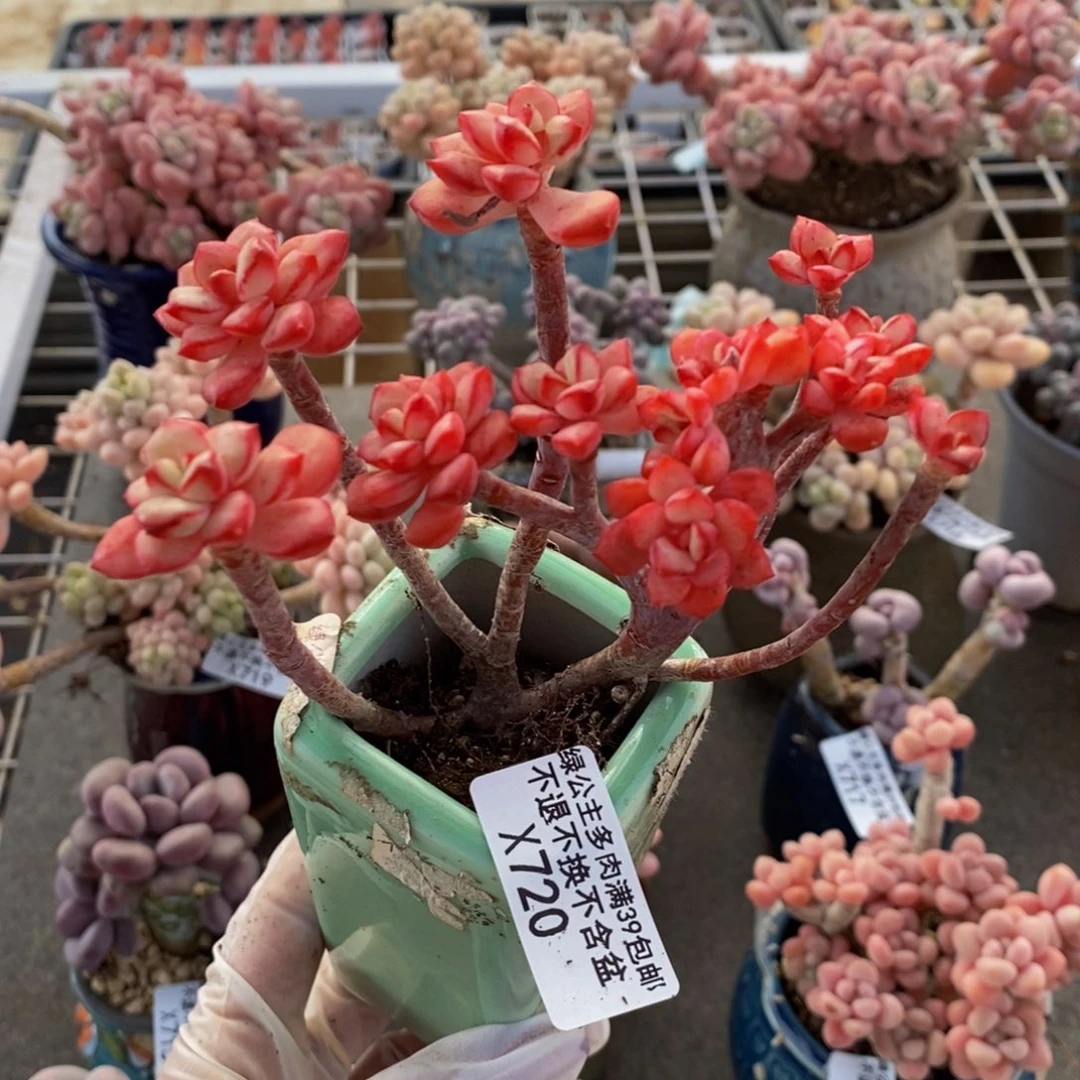 探戈缀720/10cm多肉