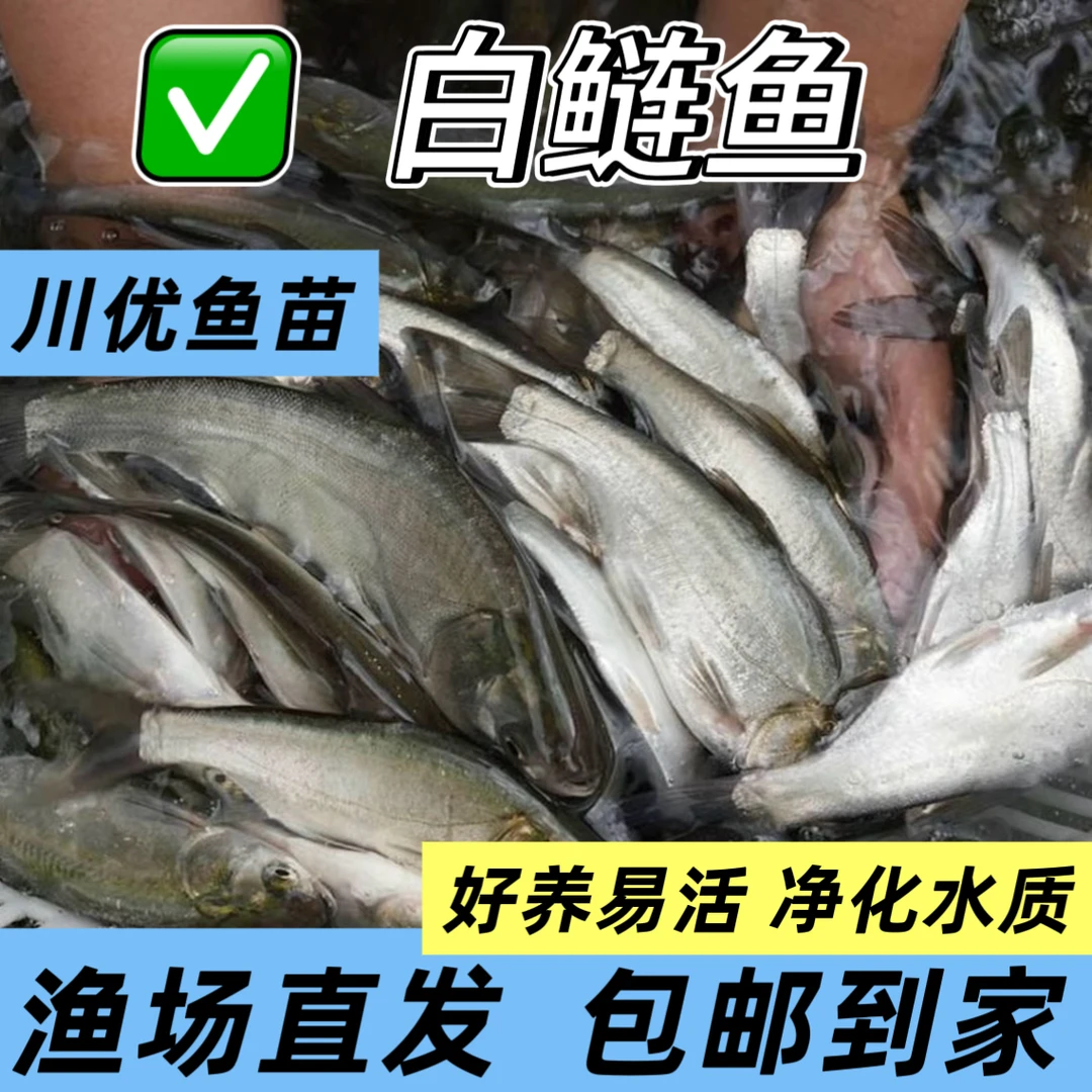白鲢 淡 水观赏鱼眉山渔场直发