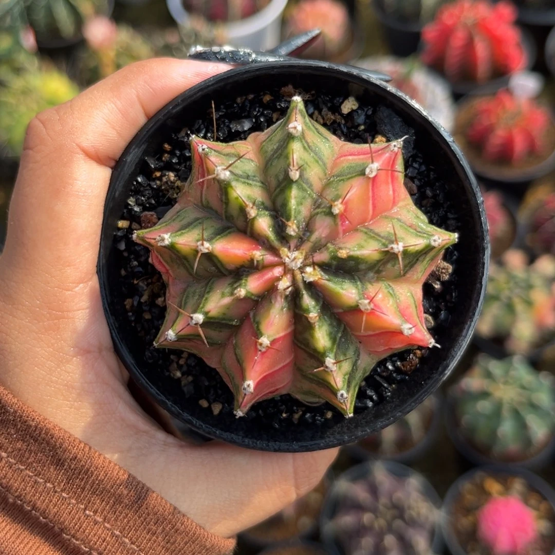 泰系米哈 带盆土发货