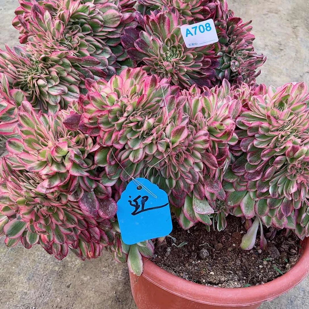 ?****?多肉植物组合708