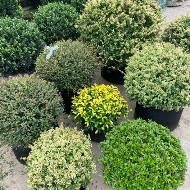 冬青先令球耐寒耐热适合阳台庭院的花境植物耐寒花园常绿圆球别墅