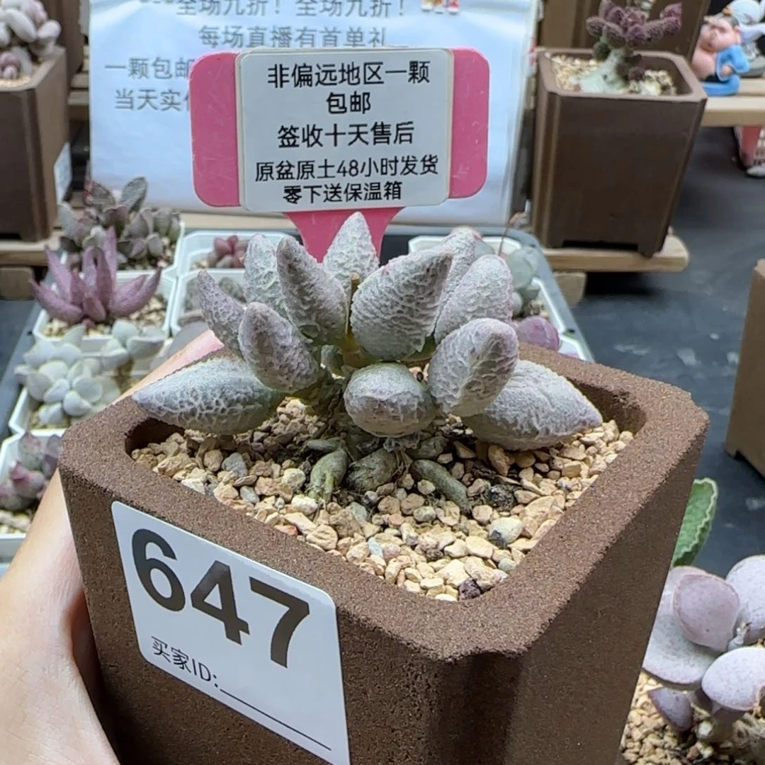 647融冰多肉植物