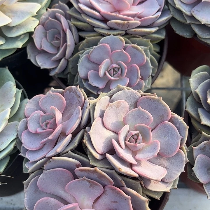 粉蝶多肉植物精品