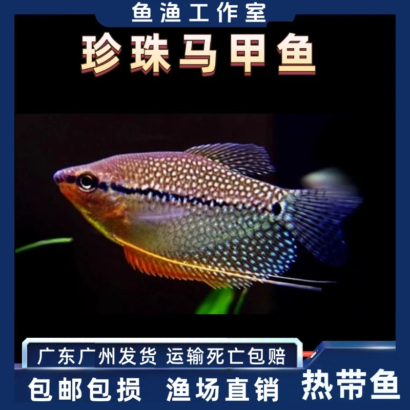 珍珠马甲鱼热带鱼观赏鱼曼龙鱼丝足鱼珍珠鱼淡水活体好养不要氧气