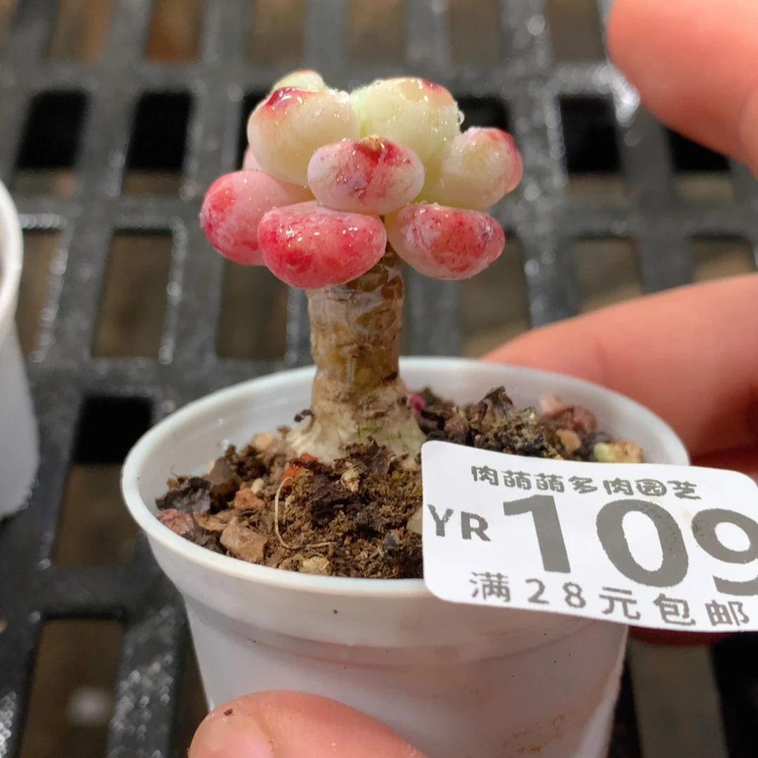 肉萌萌拇指盆精控多肉YR109