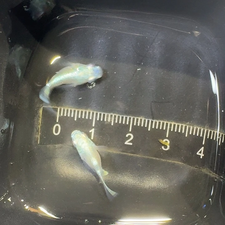 青鳉鱼41号拍品干支球球