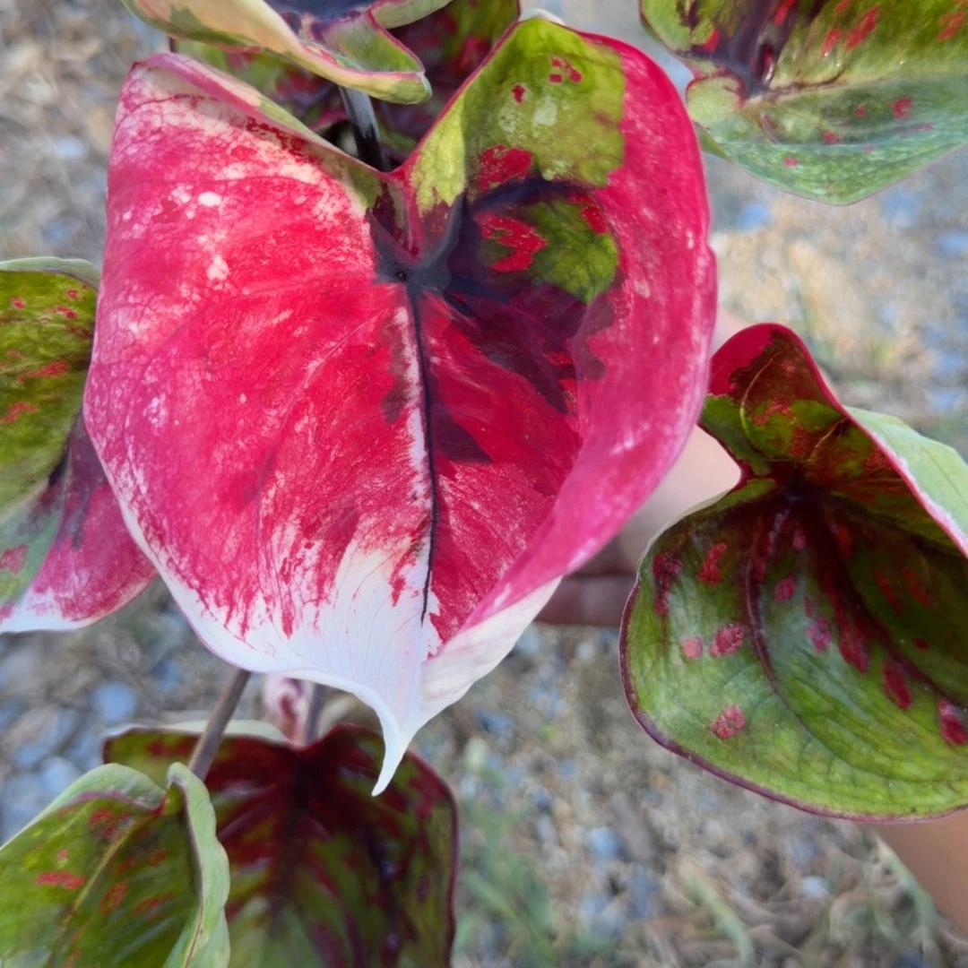 无花朵变异魔 573