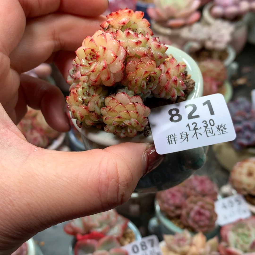 精控拇指盆12.30821