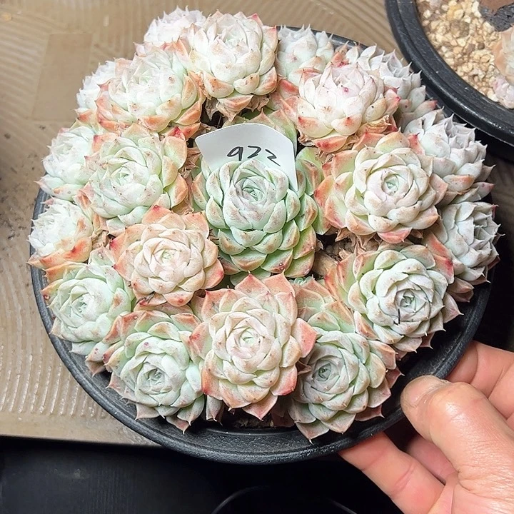 小*922//////////////