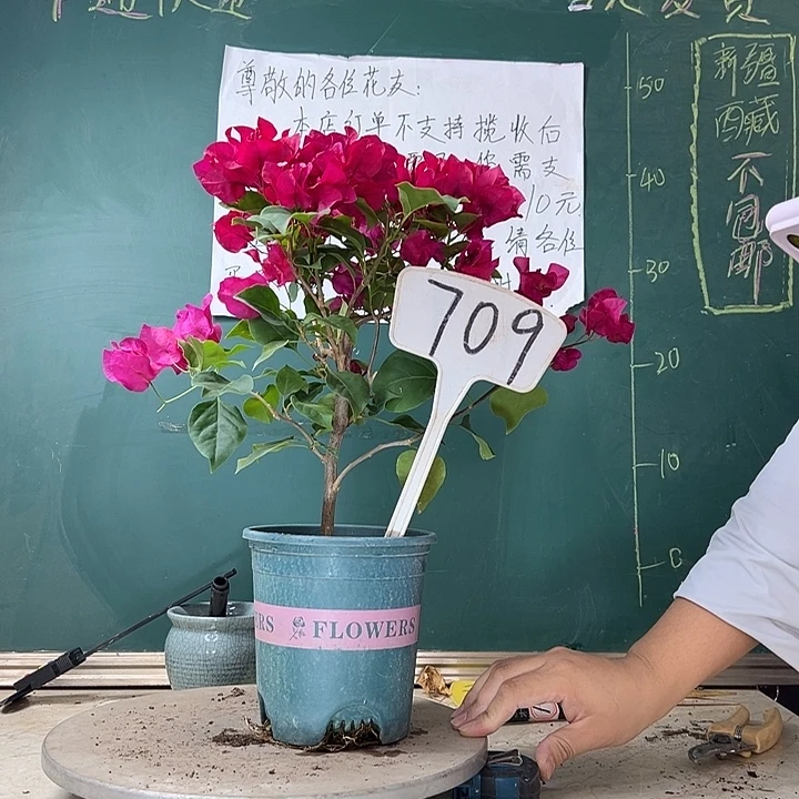 当前无花栽培后可以开花玫瑰红709
