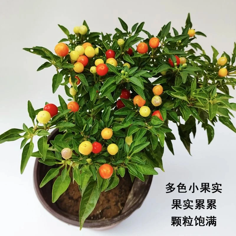 冬珊瑚吉庆果看樱桃红珊瑚豆盆栽室内观赏珍珠果耐寒净化空气植物