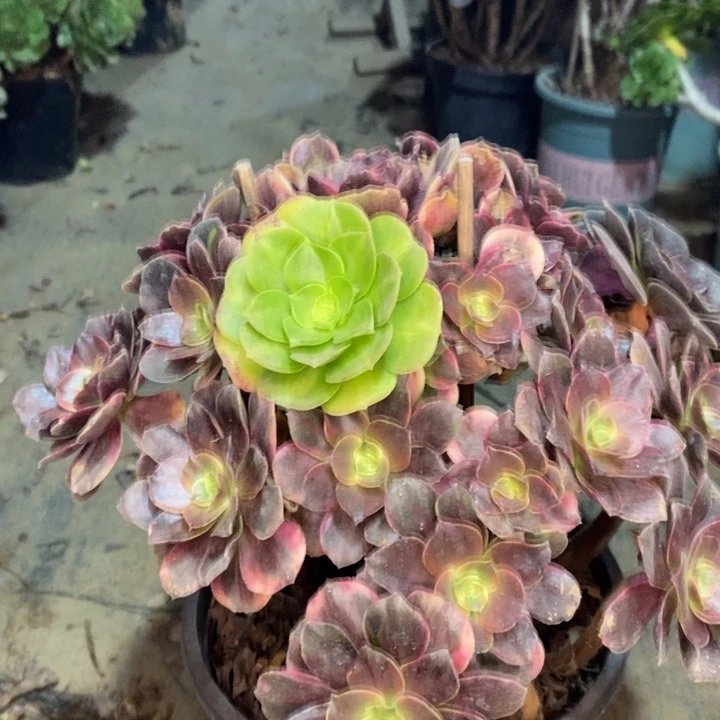 灰姑娘多肉植物72。