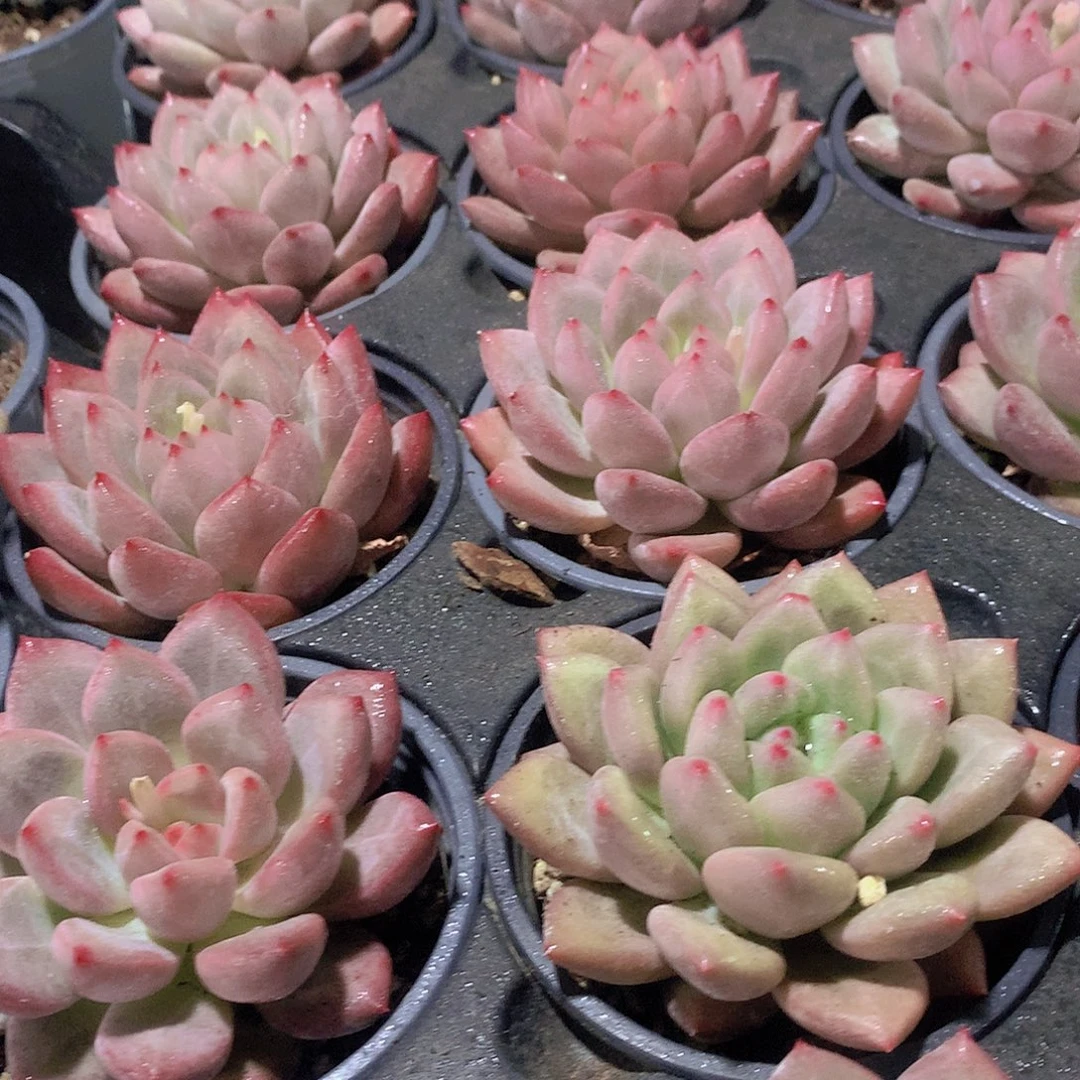 赫本鲁斯35678999000