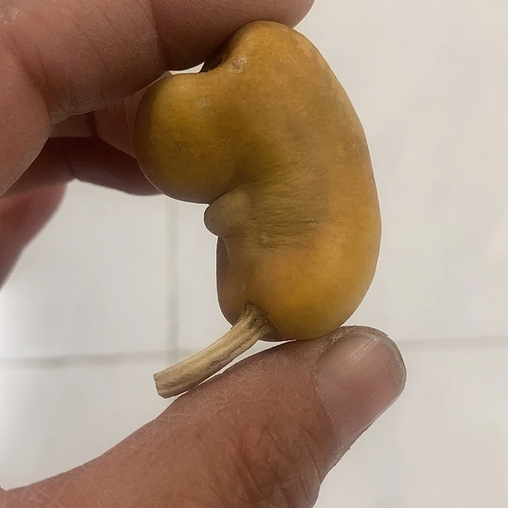 辉***辉土豆葫芦大厚皮葫芦