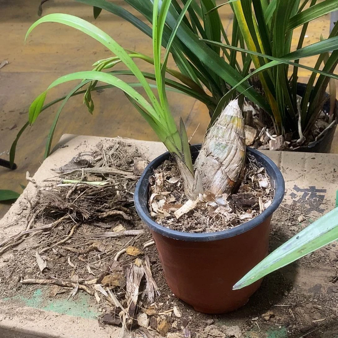 当前无花栽培后可以开花