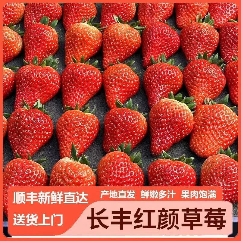 精品果安徽长丰久久草莓红颜奶油新鲜正宗水果现摘现发