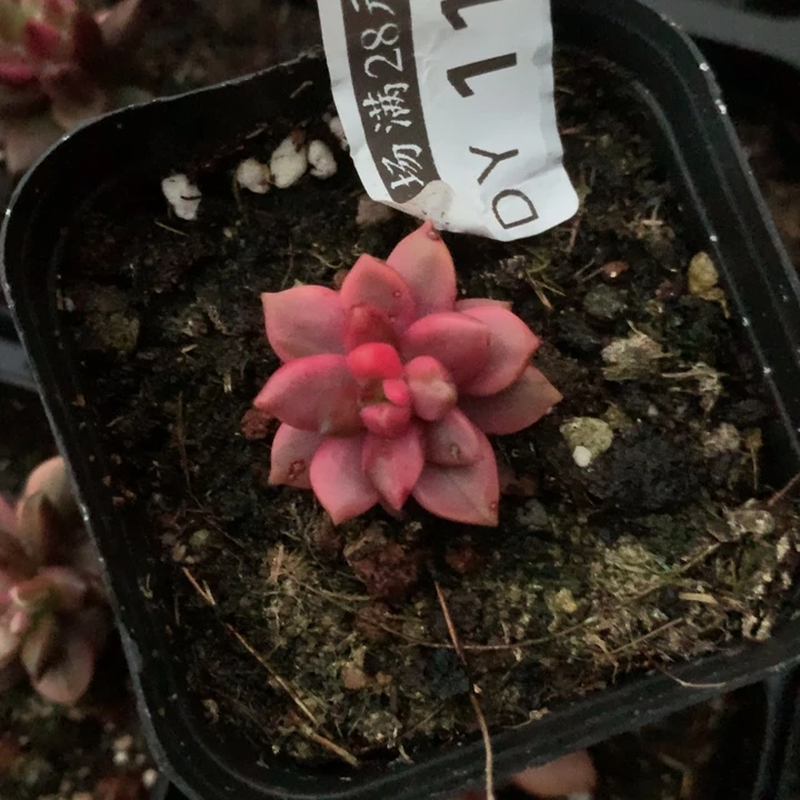 黑美人锦多肉植物