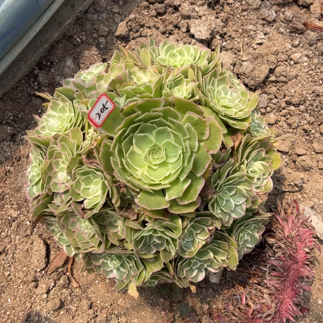 205多肉植物水蜜桃