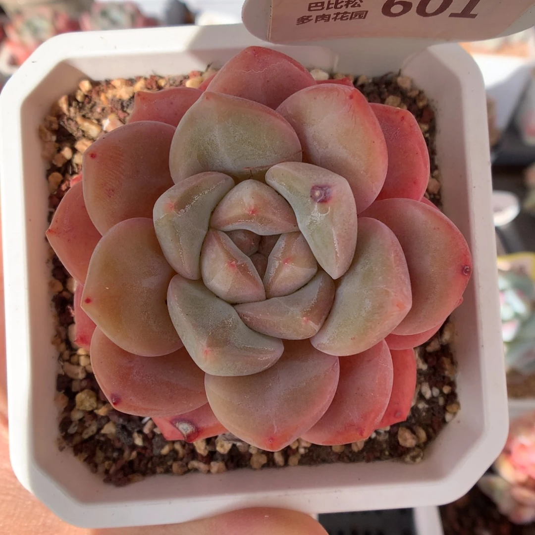 601糖心B06多肉植物