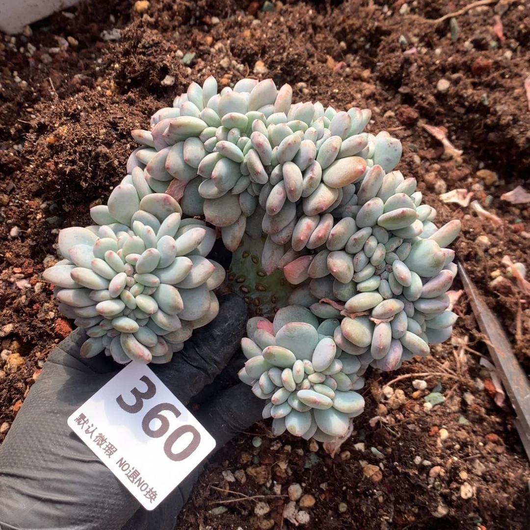 360号新疆西藏内蒙古不包邮