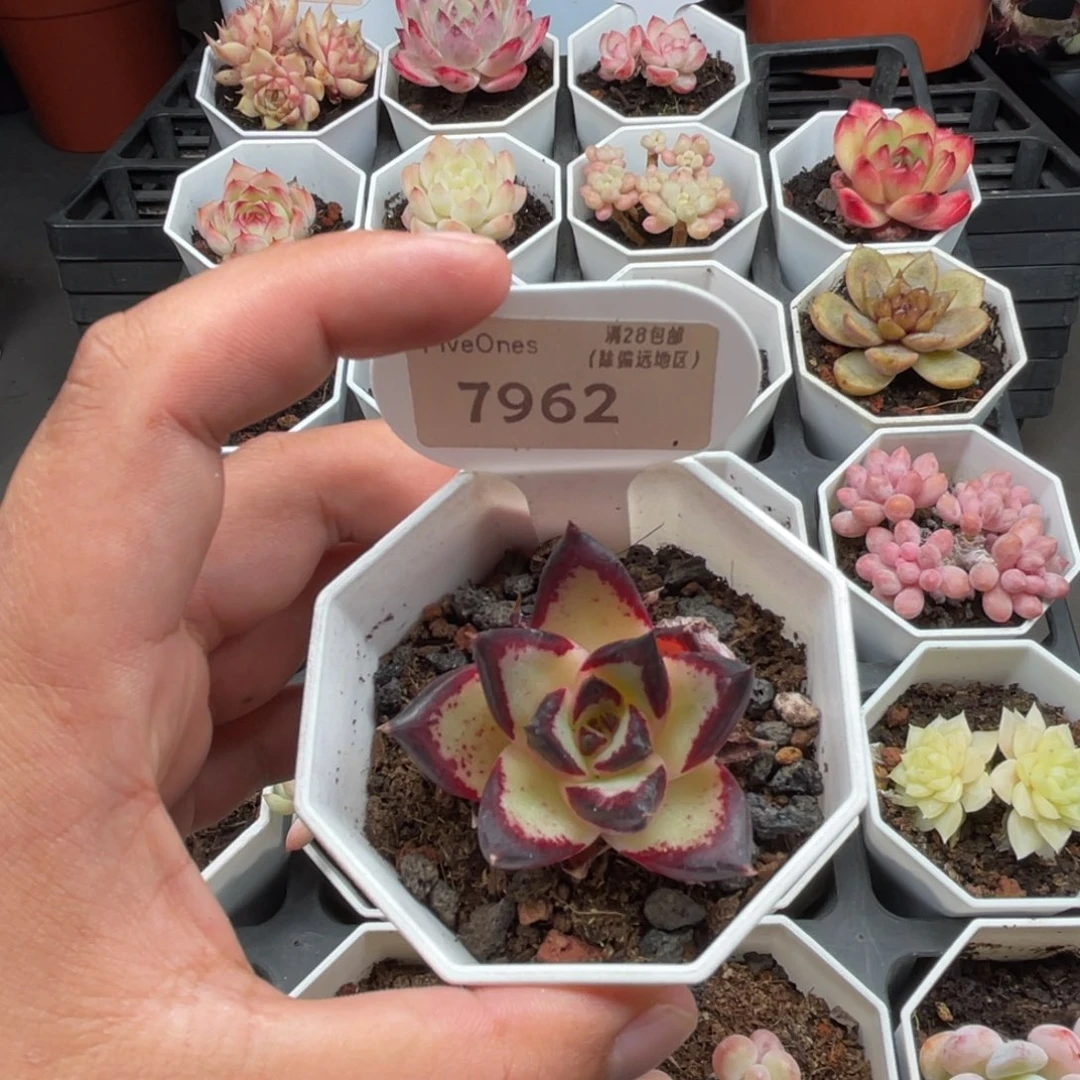 7962乌木 4.5厘米
