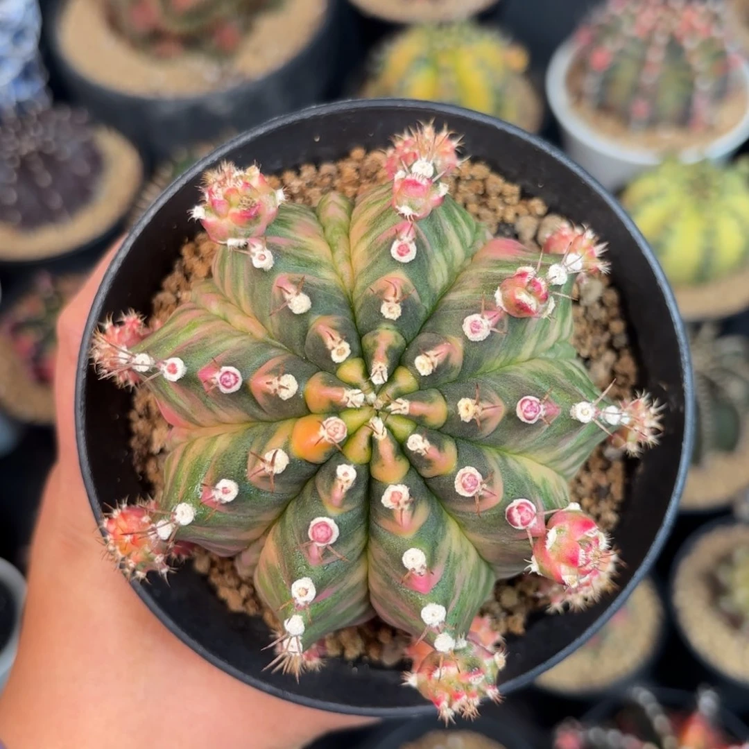 泰系米哈仙人球807