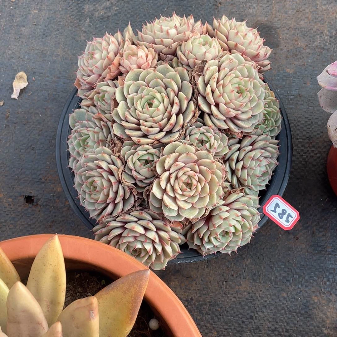 585苯巴蒂斯 一物一拍多肉