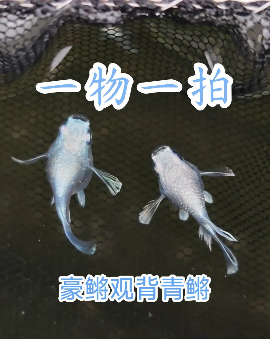 豪鳉观背青鳉直播精选包邮