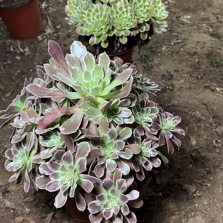 多肉植物法师浣纱38