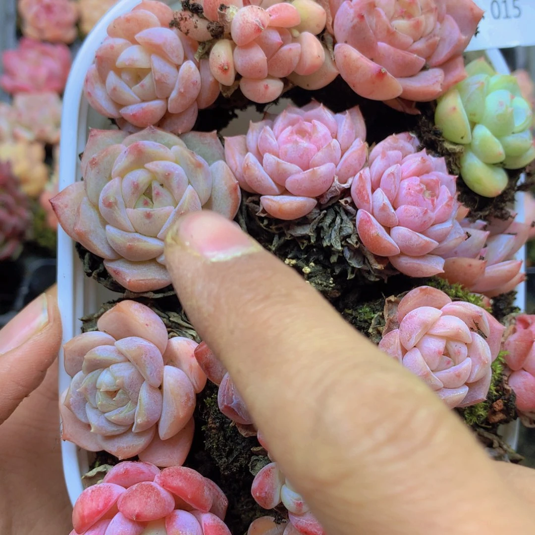 我要去看你了啊我015