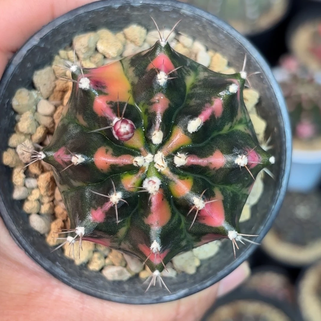 泰系米哈海啸微瑕仙人球50